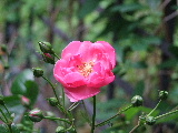 e0088260_2223686.jpg