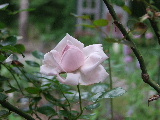 e0088260_22241397.jpg