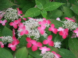 e0088260_22243024.jpg