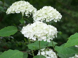e0088260_22245015.jpg
