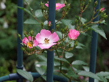 e0088260_22245982.jpg