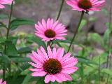 e0088260_22252827.jpg