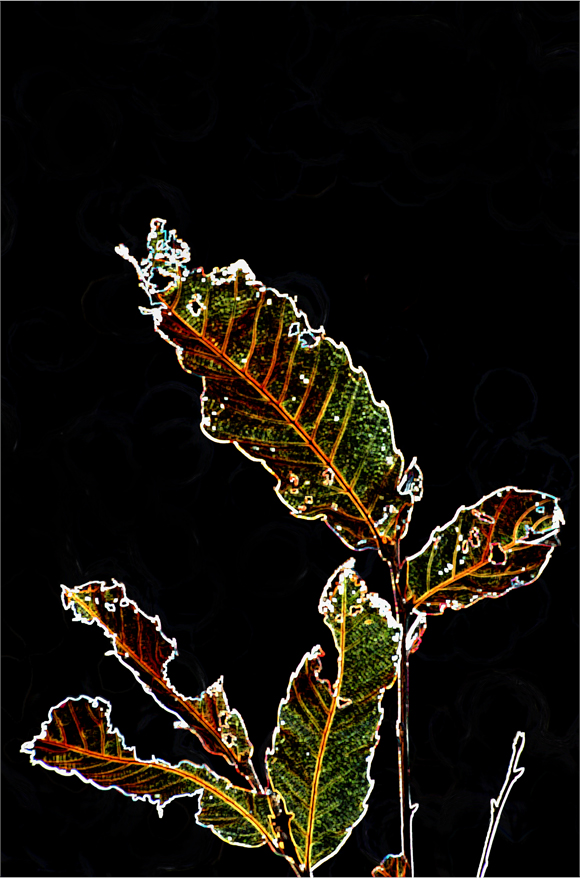 d0209988_20484271.jpg