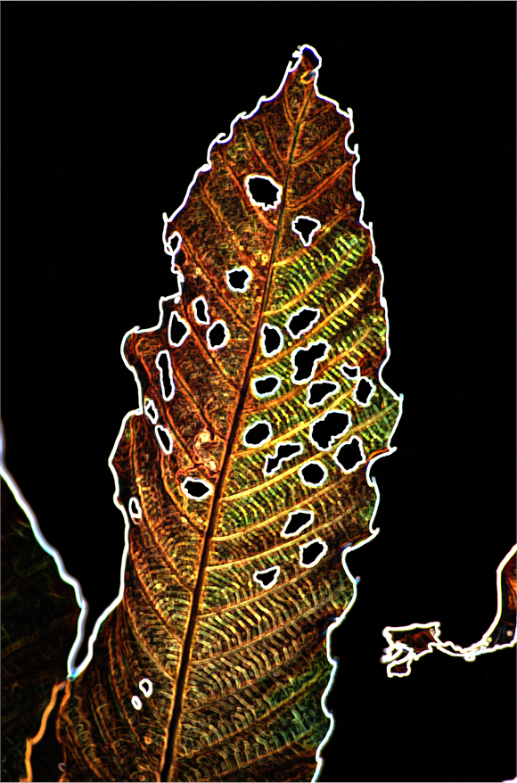 d0209988_20513888.jpg