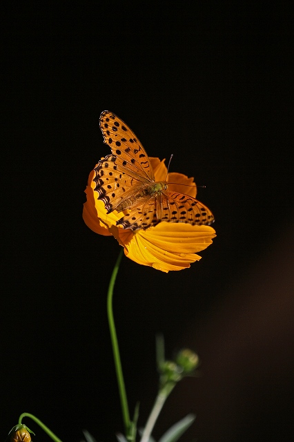 a0242438_18433423.jpg
