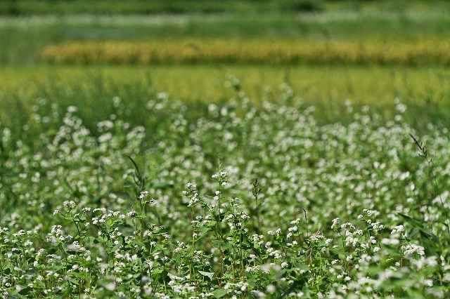 a0242438_18433940.jpg