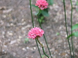 e0088260_19362058.jpg