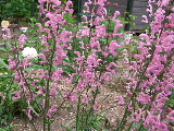 e0088260_19363637.jpg