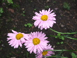 e0088260_1937864.jpg