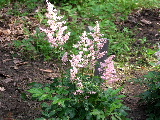 e0088260_19412675.jpg