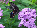 e0088260_1942450.jpg