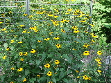 e0088260_19431579.jpg
