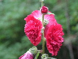 e0088260_1943560.jpg