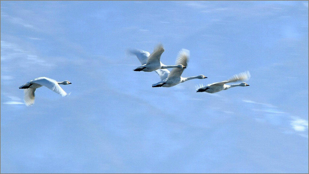 e0149577_3251031.jpg