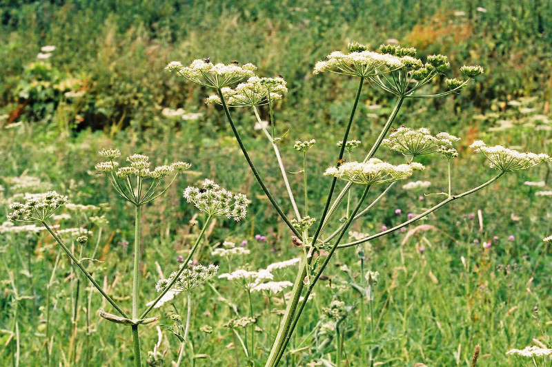 b0178479_18353489.jpg