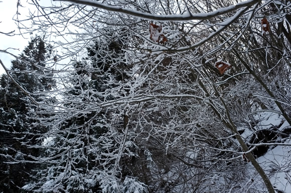 a0166150_17343227.jpg