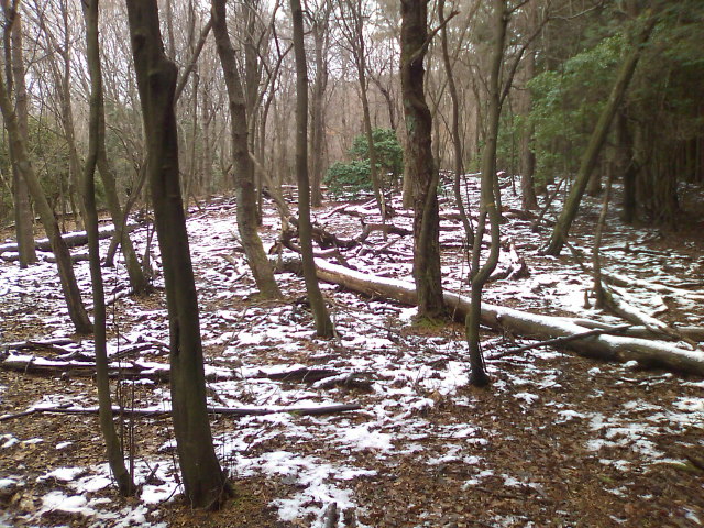 f0061067_1671555.jpg