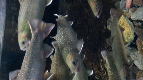 b0172805_1155662.jpg