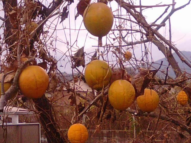 f0231709_209125.jpg