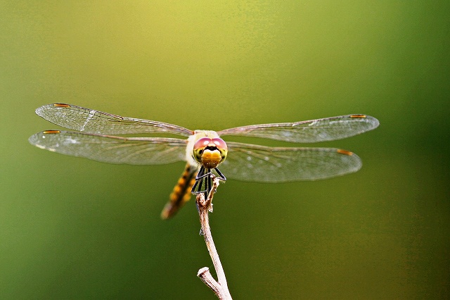 a0242438_2152431.jpg
