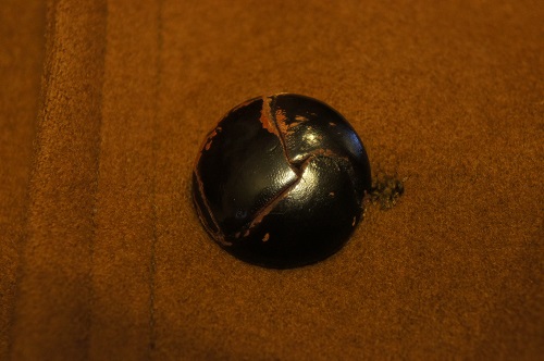 c0146178_146694.jpg