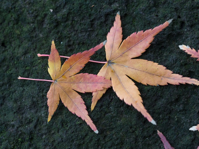 f0224100_8101730.jpg