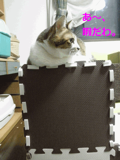 c0136736_19273393.gif