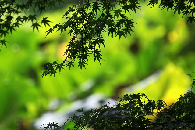 a0242438_1649418.jpg