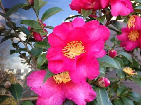 f0201297_153473.jpg