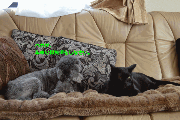 c0136736_19271337.gif