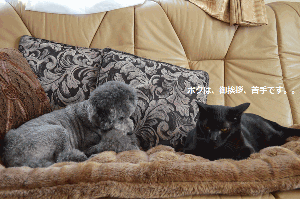 c0136736_19272121.gif