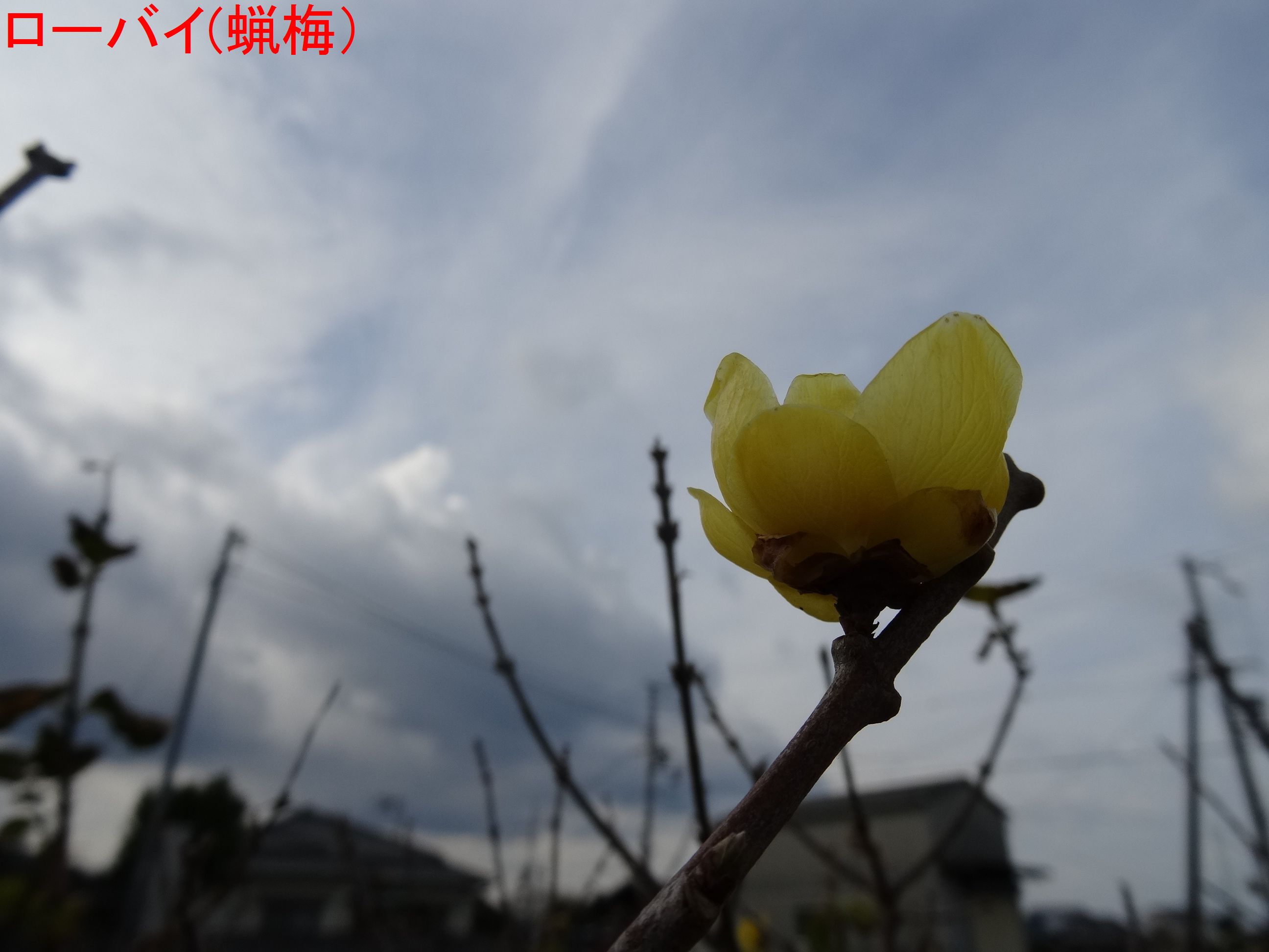 c0108460_16271874.jpg