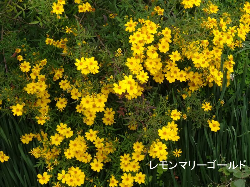 c0108460_16272054.jpg