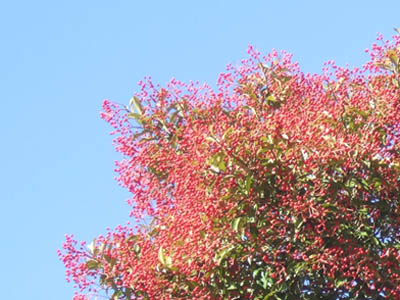 c0011862_131359.jpg