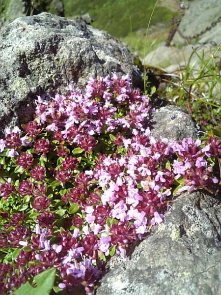 f0060535_23423537.jpg