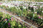 e0088260_1762364.jpg