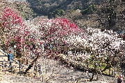 e0088260_1763179.jpg
