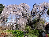 e0088260_1773415.jpg