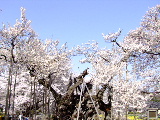 e0088260_17756100.jpg