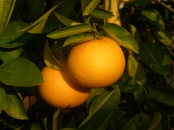 e0153367_17203953.jpg