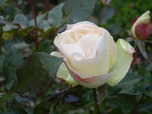 a0135990_2271356.jpg