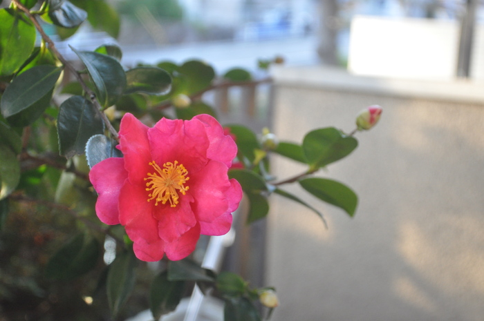 c0059521_8333427.jpg