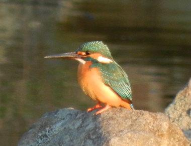 e0172950_17432277.jpg