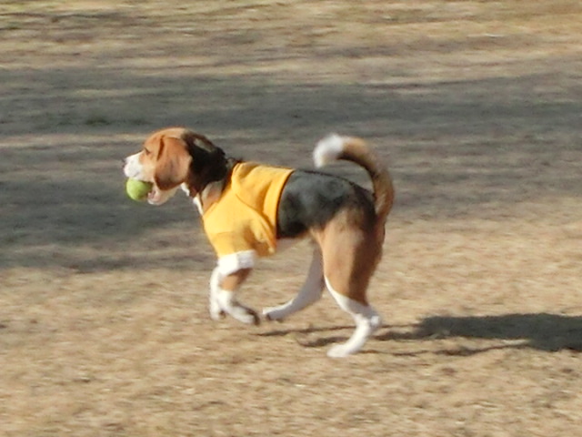 a0319693_1149168.jpg