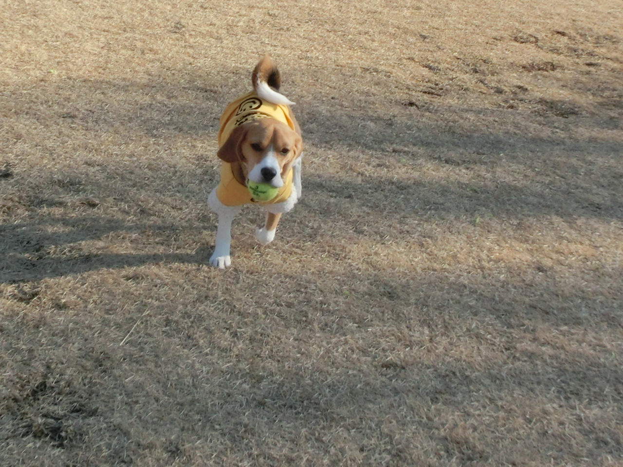 a0319693_11551386.jpg