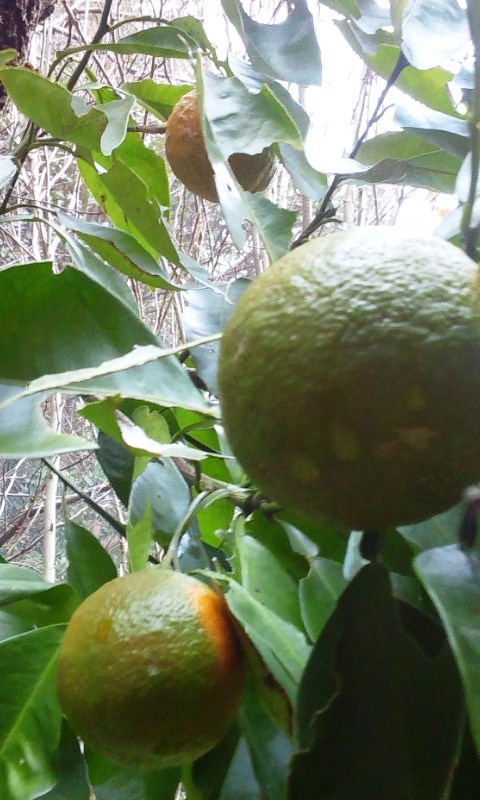 a0030715_21163917.jpg
