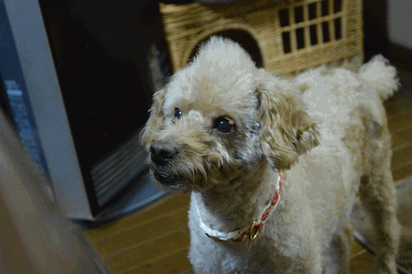 c0136736_1046455.gif