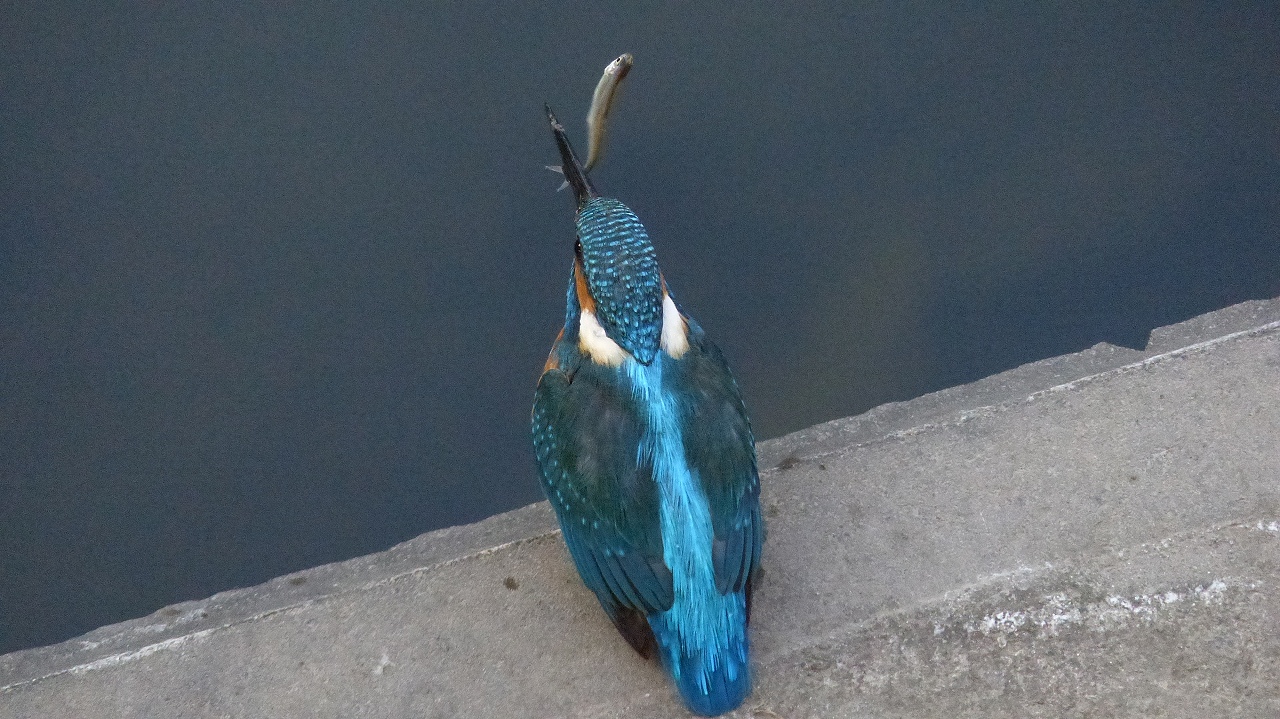 a0185081_1071242.jpg