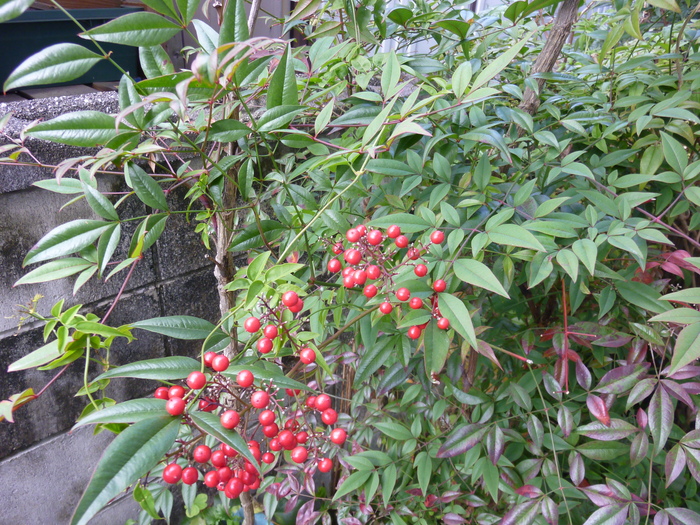 d0333091_19525492.jpg