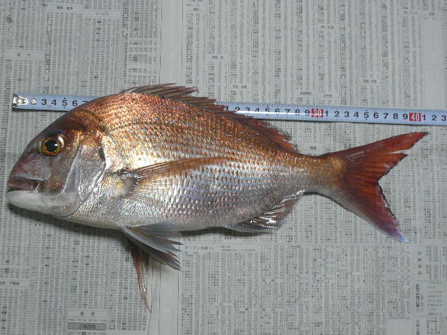 e0026017_10181481.jpg